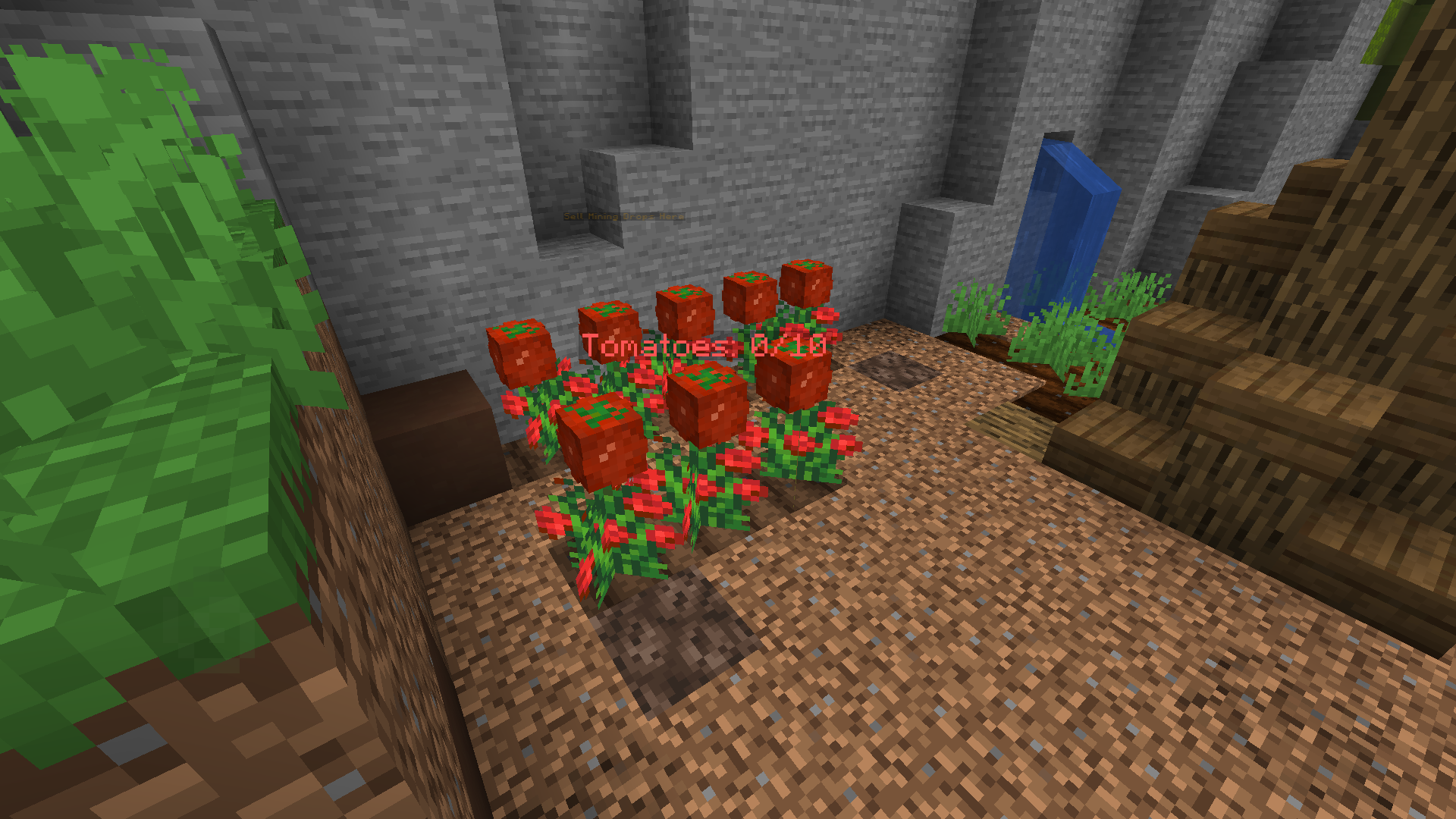 a tomato farm.